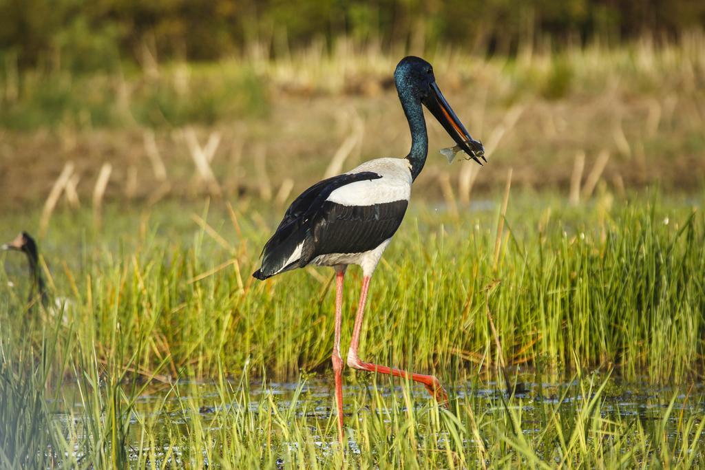 Bamurru Plains Point Stuart Εξωτερικό φωτογραφία